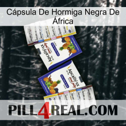 Cápsula De Hormiga Negra De África